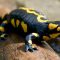 La salamandra pezzata